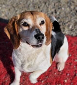 Beagle Dogs Available for Adoption in Hornell, New York - Maggie | PetCurious