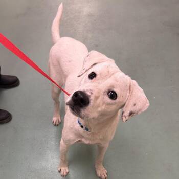 Ryker -  Mixed Breed Dog for Adoption in Memphis, Tennessee - Ryker | PetCurious