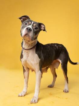 Daniella -  Mixed Breed Dog for Adoption in Atlanta, Georgia - Daniella | PetCurious