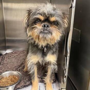 Gizmo -  Brussels Griffon Dog for Adoption in Bethel, Connecticut - Gizmo | PetCurious
