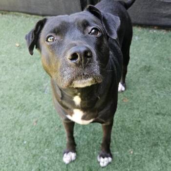 Rescue Black Labrador Retriever Dogs for Adoption - McKenzie | PetCurious