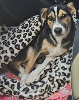 Nixie -  Border Collie and German Shepherd Dog Dog for Adoption in Beavercreek, Oregon - Nixie | PetCurious