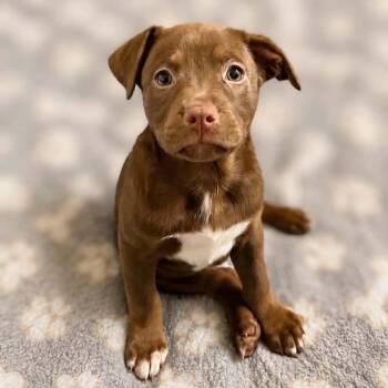 Shelby -  Labrador Retriever and Mixed Breed Dog for Adoption in Griswold, Connecticut - Shelby | PetCurious