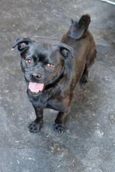 Roberto -  Pug Dog for Adoption in Tucson, Arizona - Roberto | PetCurious