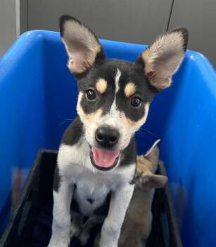 Clarabell -  Husky Dog for Adoption in Portland, Maine - Clarabell | PetCurious
