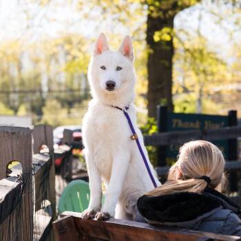 Husky Dogs Available for Adoption in Chester Springs, Pennsylvania - Ghost | PetCurious
