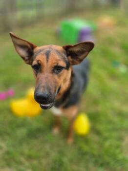 Shepherd Dogs Available for Adoption in Dover, Arkansas - Ruby | PetCurious