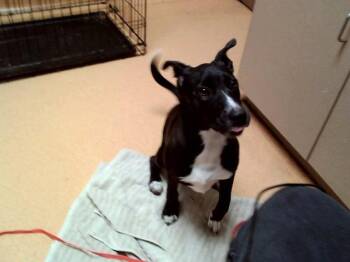 Pit Bull Terrier and Mixed Breed Dogs Available for Adoption in Martinez, California - SANGRE | PetCurious