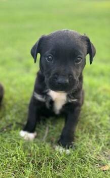 Java -  Pit Bull Terrier and Mixed Breed Dog for Adoption in West Memphis, Arkansas - Java | PetCurious