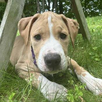 Finch -  Labrador Retriever and Australian Shepherd Dog for Adoption in Chatham, New Jersey - Finch | PetCurious