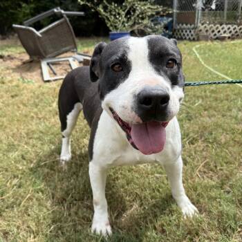 Rescue Pit Bull Terrier Dogs for Adoption in Columbia, South Carolina - Daffodil | PetCurious