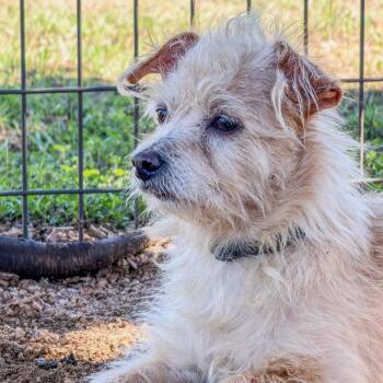 Albus -  Wirehaired Terrier Dog for Adoption in Marble Falls, Texas - Albus | PetCurious