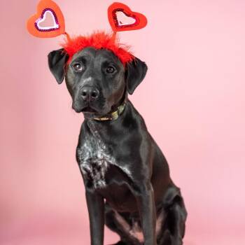 Mixed Breed Dogs Available for Adoption in Portland, Oregon - Gretchen | PetCurious