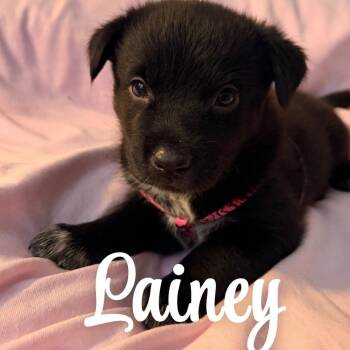 Lainey -  Australian Cattle Dog Blue Heeler and Black Labrador Retriever Dog for Adoption in Beulaville, North Carolina - Lainey | PetCurious