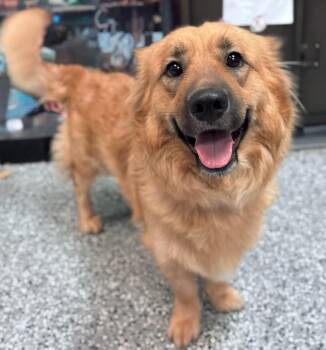 Replay in NH Come Meet our Adoptable Dogs Wednesday-Saturday. Mo -  Golden Retriever and Corgi Dog for Adoption in Manchester, New Hampshire - Replay In NH Come Meet Our Adoptable Dogs Wednesday-Saturday. Mo | PetCurious