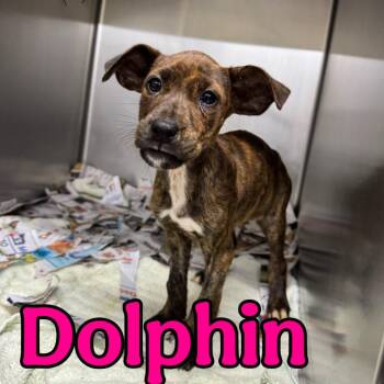 Dolphin -  Mixed Breed Dog for Adoption in Franklin, North Carolina - Dolphin | PetCurious