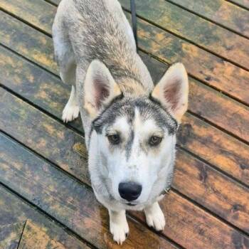 Foxy (20260909-02) -  Husky Dog for Adoption in Niagara Falls, Ontario - Foxy (20260909-02) | PetCurious