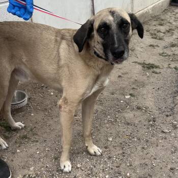Anatolian Shepherd Dogs Available for Adoption in Edinburg, Texas - Golden Oreo | PetCurious