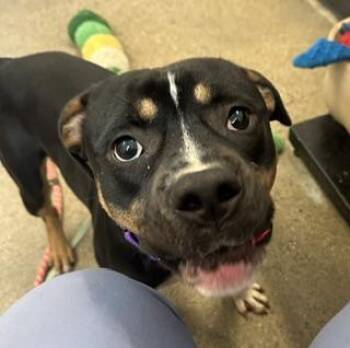 Edison -  Pit Bull Terrier Dog for Adoption in Cleveland, Ohio - Edison | PetCurious