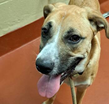 Rescue Mixed Breed Dogs for Adoption in Douglasville, Georgia - Nikki | PetCurious