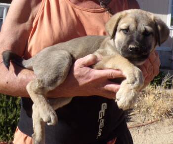MAXIMUS -  Anatolian Shepherd and Labrador Retriever Dog for Adoption in Corona, California - MAXIMUS | PetCurious