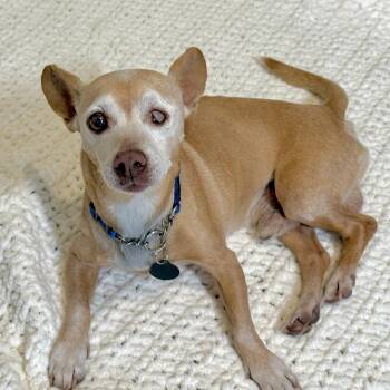 Chihuahua Dogs Available for Adoption in Scottsdale, Arizona - Ernie  | PetCurious
