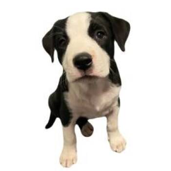 Wilbur -  Border Collie Dog for Adoption in Red Bluff, California - Wilbur | PetCurious
