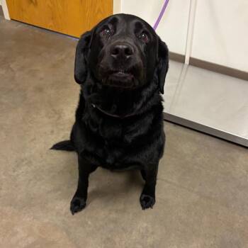 Black Labrador Retriever Dogs Available for Adoption in Ottawa, Kansas - Dash | PetCurious