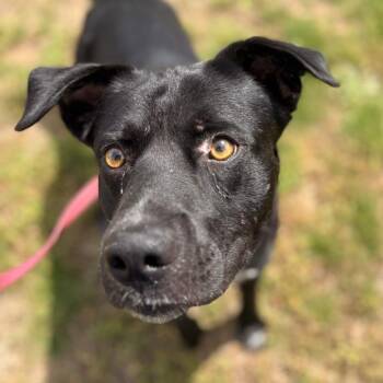 Black Labrador Retriever Dogs Available for Adoption in Greenville, South Carolina - Chicago | PetCurious