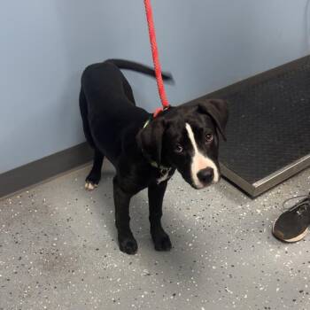 Mixed Breed Dogs Available for Adoption in Saint Joseph, Missouri - Eddie | PetCurious