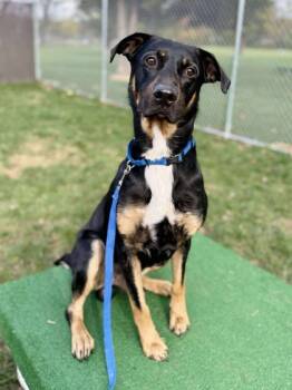 Rescue Mixed Breed Dogs for Adoption in West Chester, Pennsylvania - Adams | PetCurious