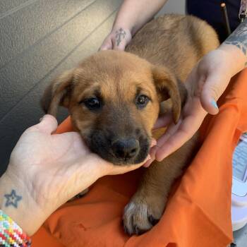 Alaskan Malamute and Mixed Breed Dogs Available for Adoption in Morganton, North Carolina - Saloon | PetCurious