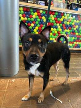 Mixed Breed and German Pinscher Dogs Available for Adoption - Bojack Horseman | PetCurious