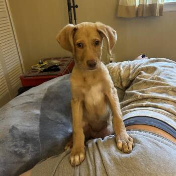 Yellow Labrador Retriever and Coonhound Dogs Available for Adoption in Rockville, Maryland - Marigold | PetCurious