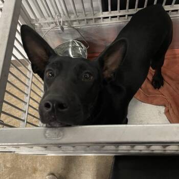 Cinder -  Mixed Breed and German Shepherd Dog Dog for Adoption in Abilene, Texas - Cinder | PetCurious