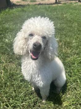 Louie Jun26 -  Poodle Dog for Adoption in Pacolet, South Carolina - Louie Jun26 | PetCurious