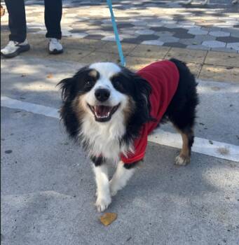 Ozzy -  Australian Shepherd Dog for Adoption - Ozzy | PetCurious