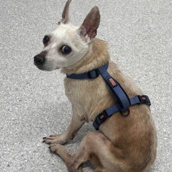 Cream Puff -  Chihuahua Dog for Adoption in Hillsborough, North Carolina - Cream Puff | PetCurious
