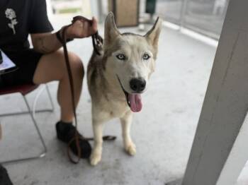 BORES -  Siberian Husky Dog for Adoption in Doral, Florida - BORES | PetCurious