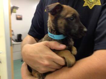 Rescue Terrier Dogs for Adoption in Sebec, Maine - SUNNY | PetCurious