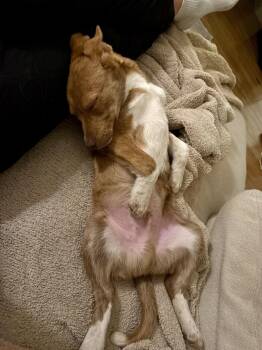 Australian Cattle Dog Blue Heeler Dogs Available for Adoption - Jonathan | PetCurious