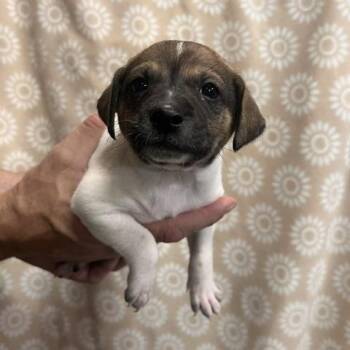 Jack Russell Terrier Dogs Available for Adoption in Lodi, California - Bella | PetCurious