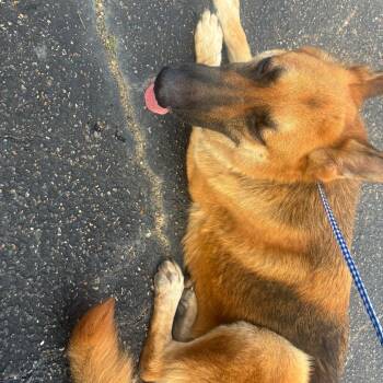 Richie -  Shepherd Dog for Adoption in Montgomery, Alabama - Richie | PetCurious
