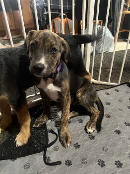 Rescue Pit Bull Terrier Dogs for Adoption in Colorado Springs, Colorado - Poof | PetCurious