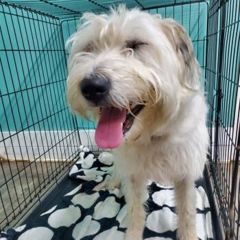 Sienna -  Mixed Breed Dog for Adoption in Jefferson City, Tennessee - Sienna | PetCurious