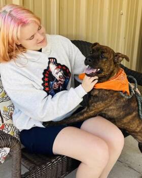 Mixed Breed Dogs Available for Adoption in Seneca, South Carolina - Rosebud $85 | PetCurious