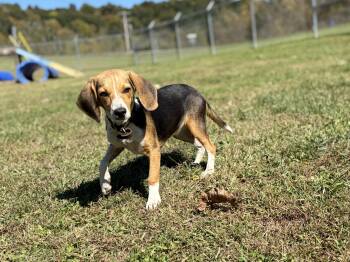 Spice -  Beagle Dog for Adoption in Pomeroy, Ohio - Spice | PetCurious