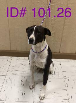 Basenji and Border Collie Dogs Available for Adoption - #101/26 | PetCurious