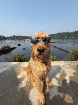 Ringo -  Golden Retriever and Standard Poodle Dog for Adoption in Bothell, Washington - Ringo | PetCurious