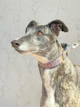 Greyhound Dogs Available for Adoption in Coon Rapids, Minnesota - Stem | PetCurious
